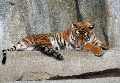 1896328-retrato-de-un-tigre-dormido